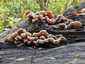 Szalagos fülgomba (Auricularia mesenterica), Budai-hegység
